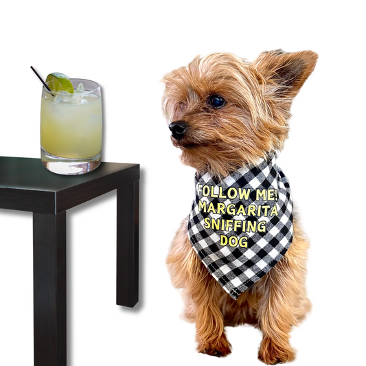 Yorkie wearing a black and white gingham funny dog bandana (with yellow font: FOLLOW ME! MARGARITA SNIFFING DOG!) and the dog is staring at a margarita sitting on a black coffee table.