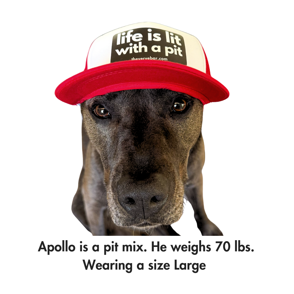 Example of size large Pup Lids Hat (red hat on a pit bull) size large.