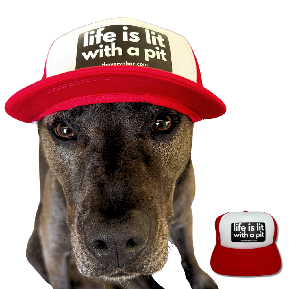 Black pit bull "pittie" modeling a red dog trucker hat that has a black logo: Life is lit, with a pit.