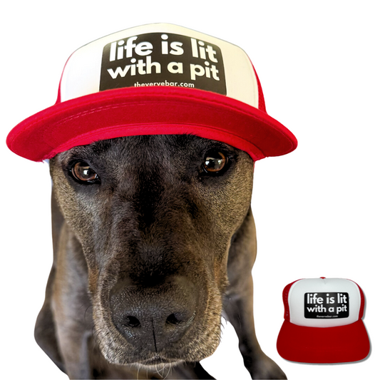 Black pit bull "pittie" modeling a red dog trucker hat that has a black logo: Life is lit, with a pit.