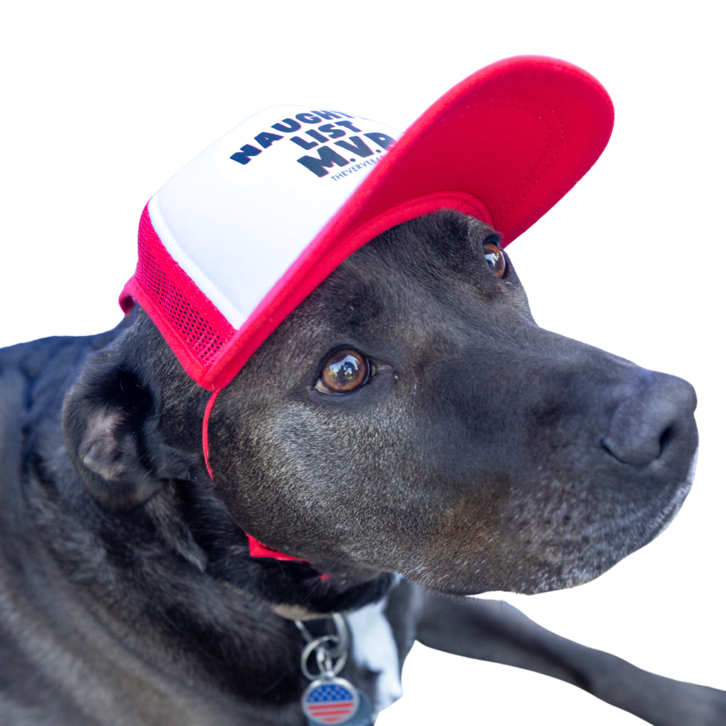 black pit bull wearing red and white foam trucker christmas hat for dogs.