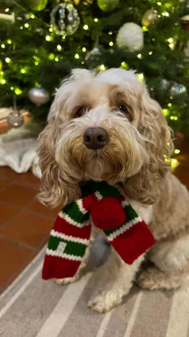 labradoodle dog (27 lbs) wearing a size medium red and green wool scarf for dogs