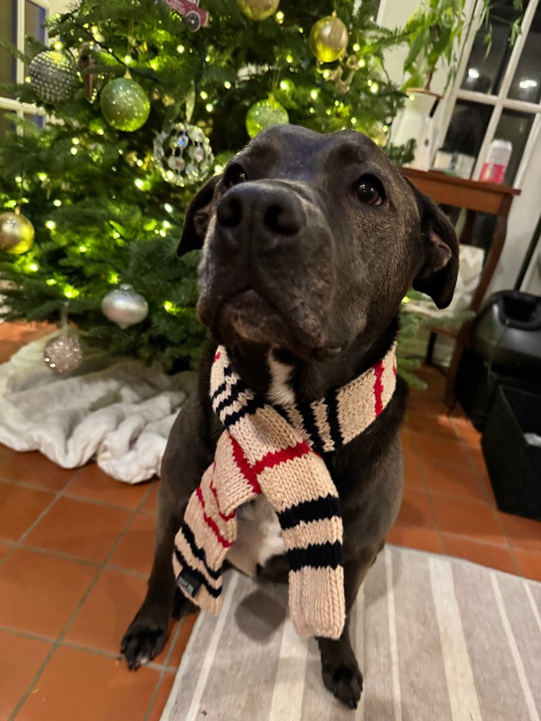 black pit bull wearing tan dog scarf