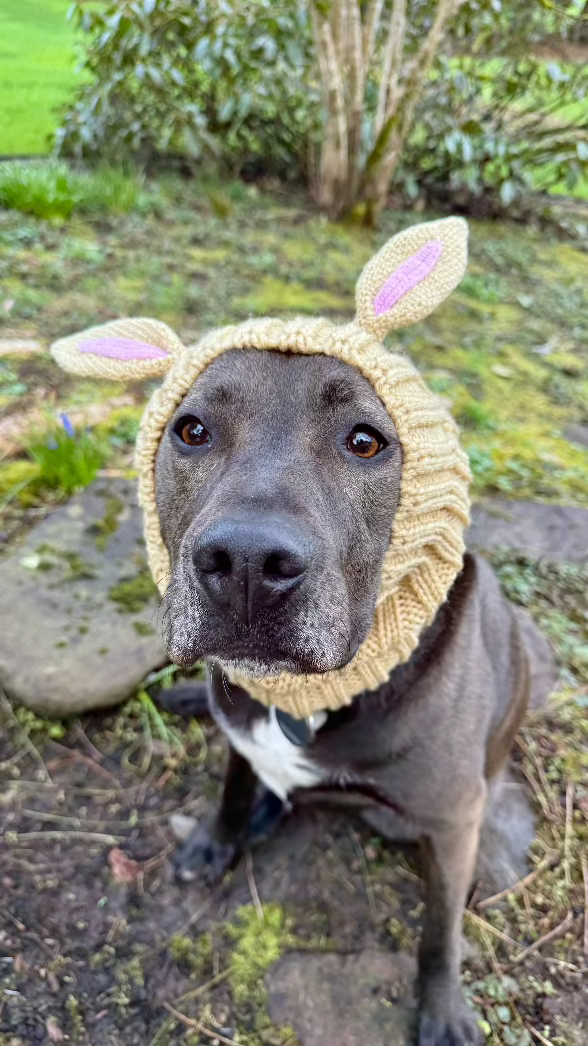 pit bull dog wearing bunny halloween costume - size large tan snood