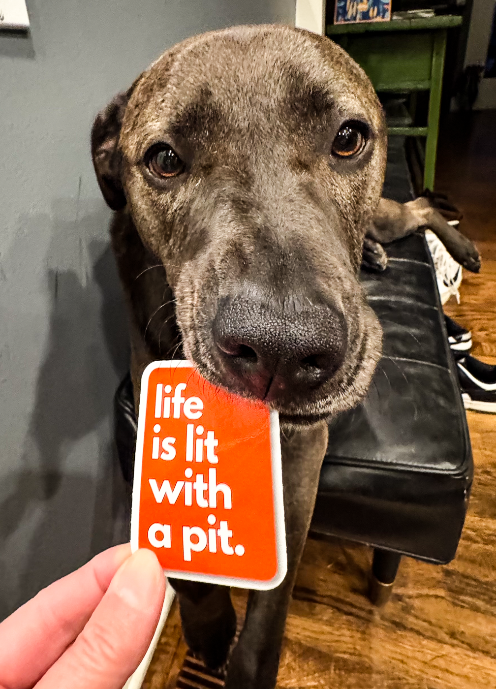 "Life is Lit with a Pit" - Pit Bull / Pitbull Sticker