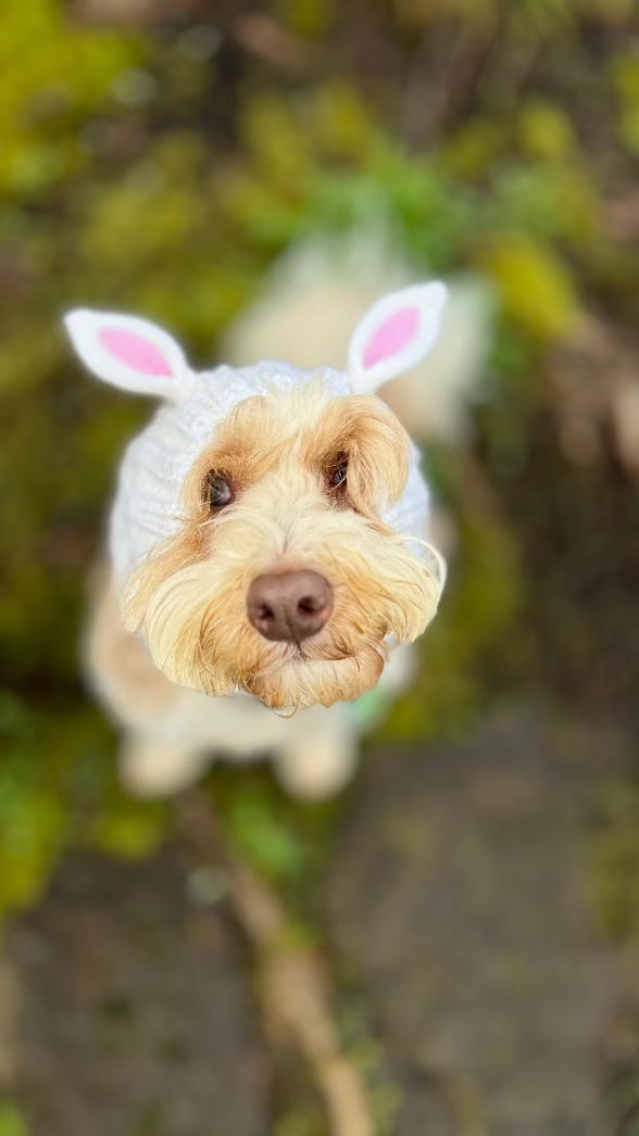 medium dog costume white bunny snood worn by white and tan labradoodle pup