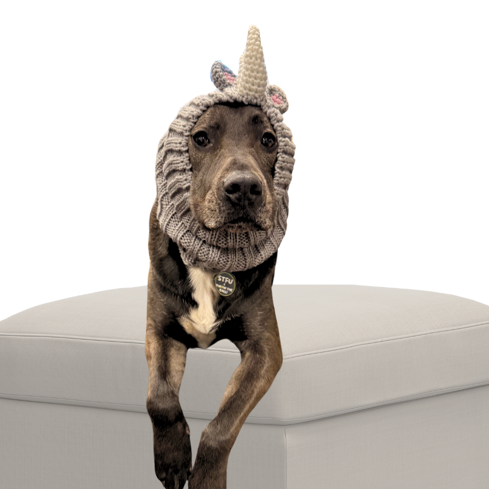 Rhino Dog Snood | Fun Hat for All Size Dog Breeds