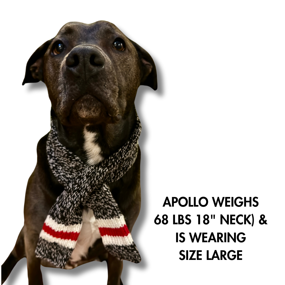 BLACK PIT BULL WEARING SCARF FOR DOG TO SHOW SIZE COMPARISON. SCARF IS A GRAY WOOL DOG SCAR WITH WHITE AND RED ACCENT