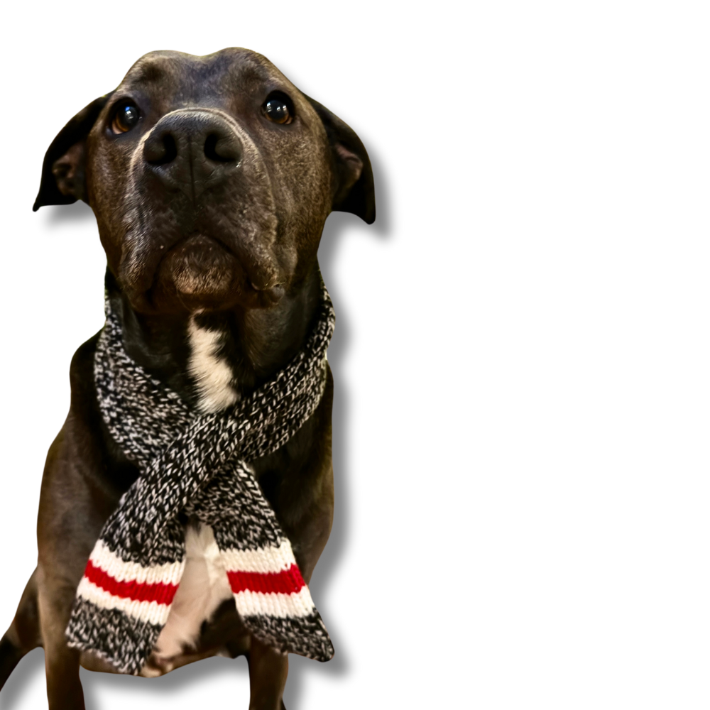 BLACK PIT BULL MODELING CUTE SCARF FOR DOG: SCARF IS GRAY WITH WHITE AND RED ACCENT. 