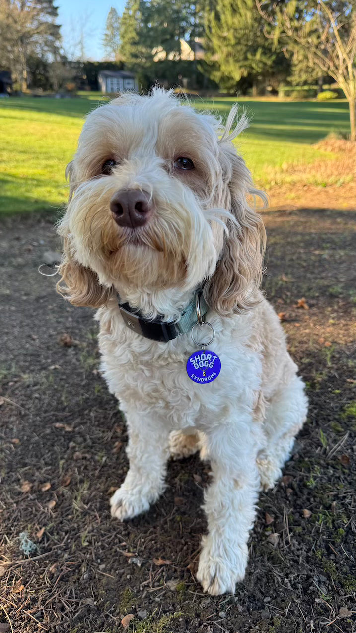 A small white and tan labradoodle dog wearing a funny dog collar charm that is purple. It has a gold chain image and says: Short Dogg Syndrome