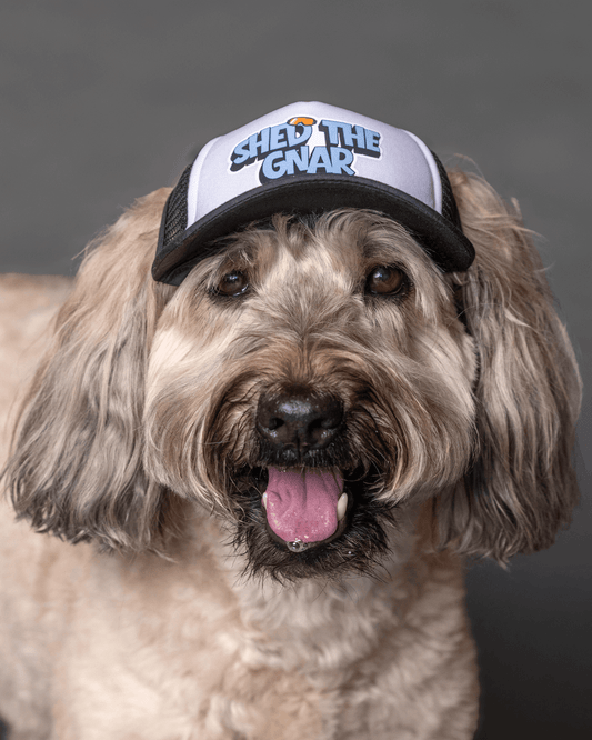 Happy Wheaten Terrier wearing a ski dog trucker hat with text on a gray background