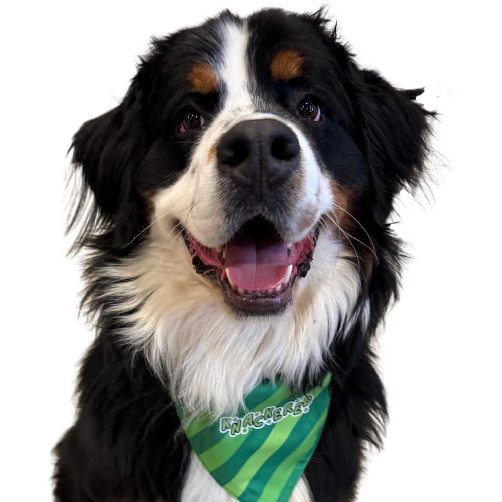 Green Clover St. Patrick's Day Dog Bandanas | 3 Sizes