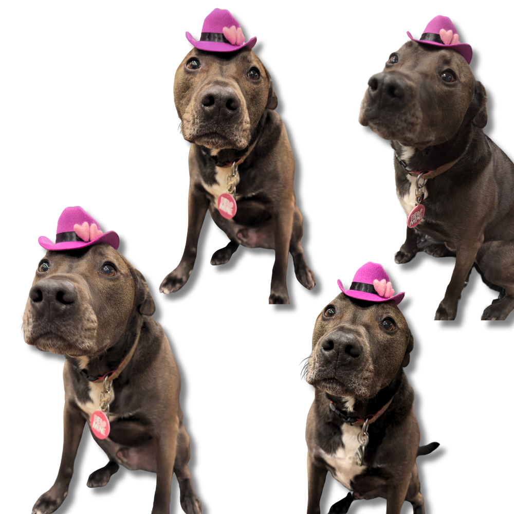 black pit bull shown in 4 poses wearing tiny purple dog cowboy hat